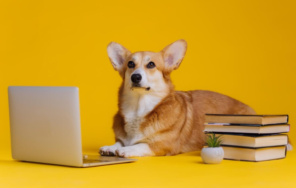 AI website builder for pet supplies