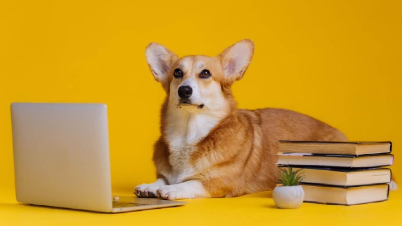 AI website builder for pet supplies